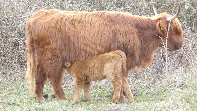 Highland Cow, Bos taurus, Schotse Hooglander, Landtong Rozenburg, the Netherlands, 14 Mar 2021 (1/2 смотреть онлайн