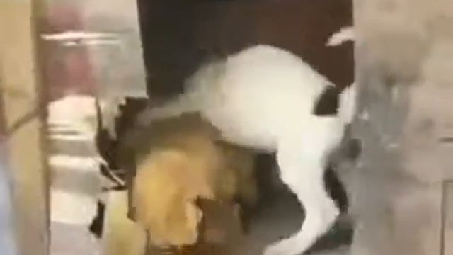 Щенок приглашает курицу в будку смотреть онлайн