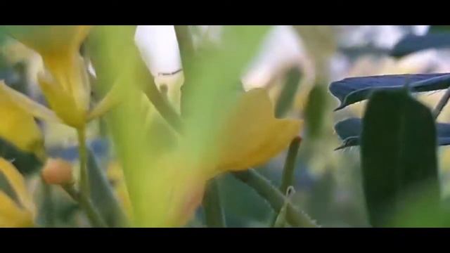 الوصول الى القمة يحتاج صبر وارادة وعدم الانسحاب في منتصف الطريق смотреть онлайн