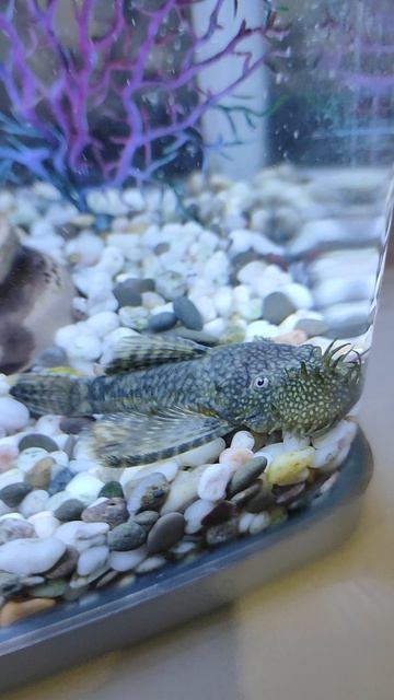 Аквариумный сомик смотреть онлайн