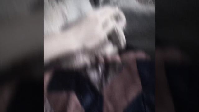 декоративный кролик 🐰 смотреть онлайн