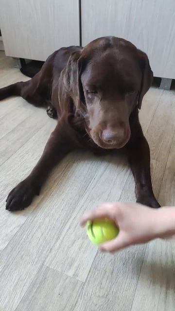 #dog #собака #like #spiele #топ #прикол #асмр#ритм смотреть онлайн