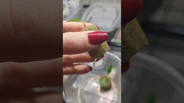 Какие ёмкости подойдут для рассады перца смотреть онлайн