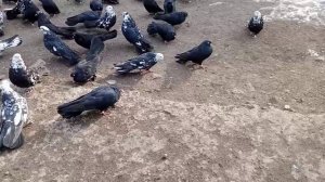 😎 Шальное счастье и покупка голубей 😎 📞+79494406619