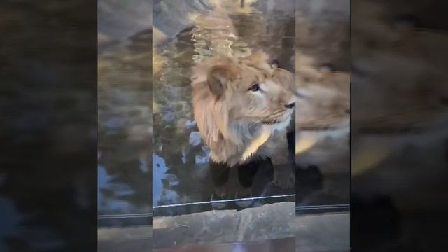 Маленький малыш смотреть онлайн