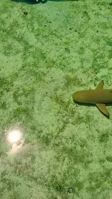 Came across these sharks in Bahamas. Do you know what shark they are? #saltybrood #shark смотреть онлайн