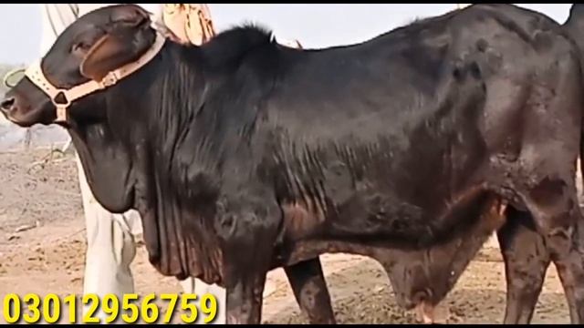 Black Beauty Kale Mushka Bachre 2023 And 2024 || Global Village Farming смотреть онлайн