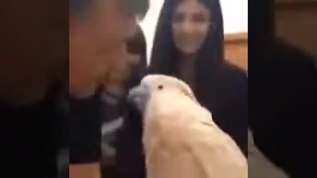 Ржач попугай смотреть онлайн