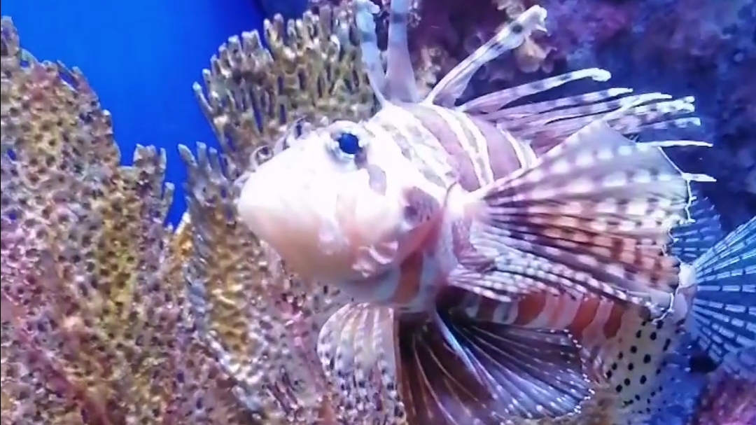 Тайланд . Бангкок . Океанариум . Март 2024 . 8 день . 4 часть . смотреть онлайн