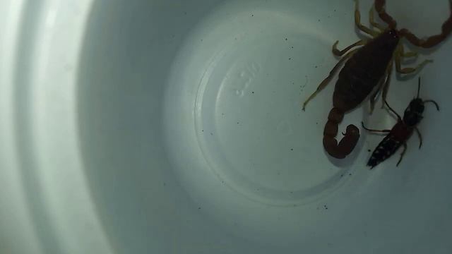 rove beetle vs scorpion and centipede. who can kill rove beetle.Бродячий жук vs скорпион,сколопендр смотреть онлайн