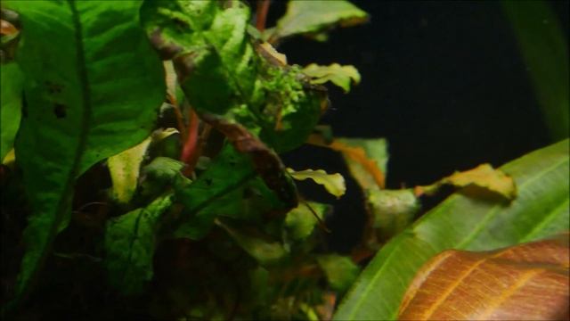 301. Barwniaki czerwonobrzuche - klęska urodzaju. смотреть онлайн