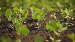 Как вырастить сою с максимальной эффективностью – важные рекомендации!