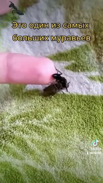 Ручной гигантский муравей (Pseudoneoponera rufipes) #муравьи #муравьинаяферма #ants смотреть онлайн