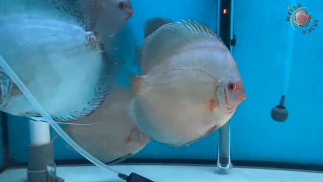 5" Blue Diamond Discus Fish from YCID Malaysia смотреть онлайн