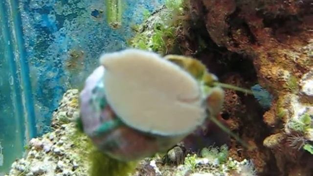Sea Snail смотреть онлайн