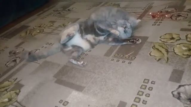 Маленькая атакует большую кошку😂 смотреть онлайн