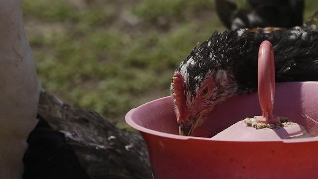 КОРМУШКА смотреть онлайн