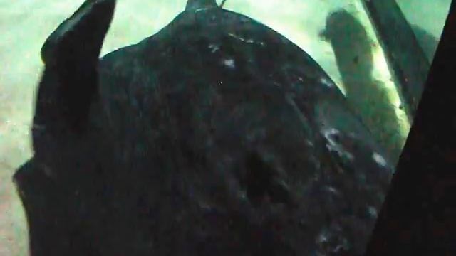 Kelly Tarltons 'Stingray' смотреть онлайн