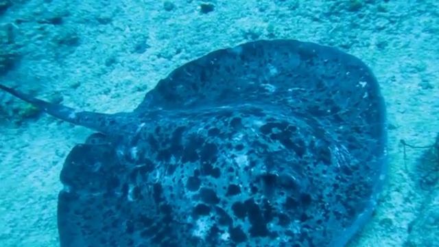 0515 マダラエイ смотреть онлайн