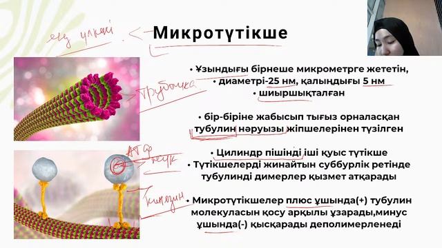 Цитоқаңқа және жасушаның бірмембрналы органоидтары смотреть онлайн