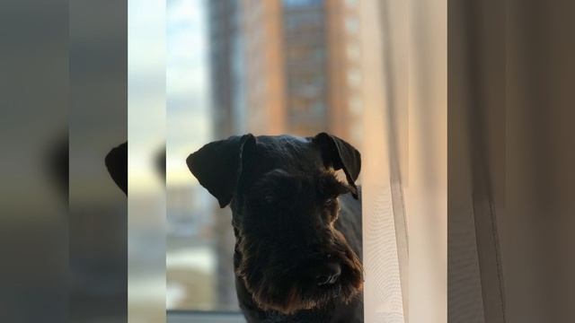 Как кормить шнауцера . Dog zwergschnauzer . Собака, порода смотреть онлайн