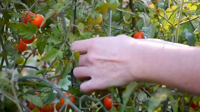 מסע של עגבנייה מגינת הירק שלי לפוקצ'ה עסיסית #מתכון ASMR смотреть онлайн