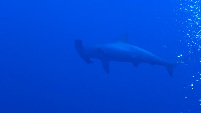 Diving with Hammerhead sharks & more @ Brothers & Daedalus - Red Sea 2014 смотреть онлайн