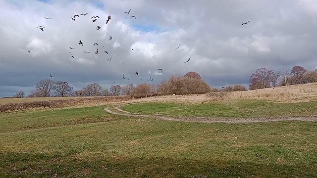 Red kites at Gigrin Farm 6 смотреть онлайн