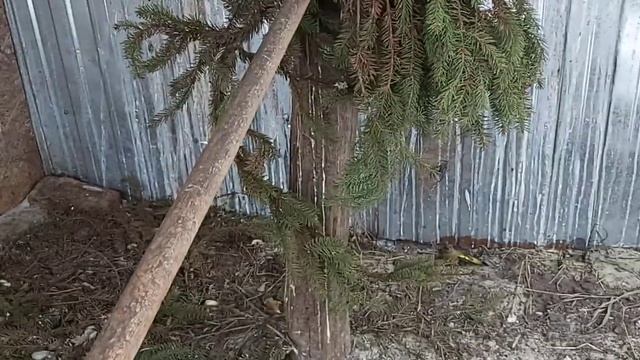 Зеленушку определили в вольер 13.02.23 г. смотреть онлайн