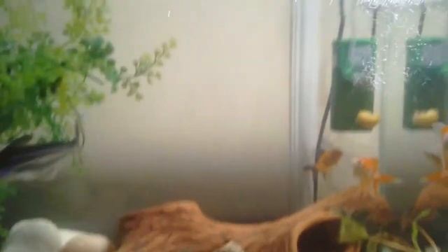 Полезные советы для любителей рыб смотреть онлайн