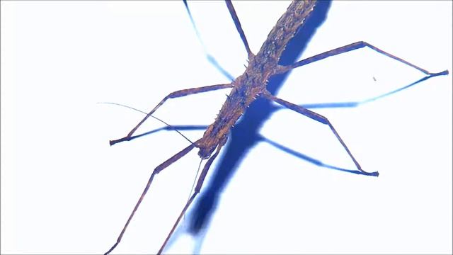 Haltung von Neohirasea maerens /Teppichschrecke смотреть онлайн