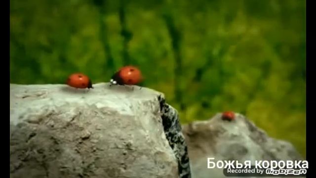 Песня Божья коровка смотреть онлайн