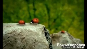Песня Божья коровка
