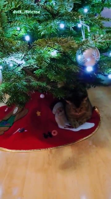 Алиса жалуется, что Красавчик Котя опередил её под ёлкой😹🎄😹 смотреть онлайн