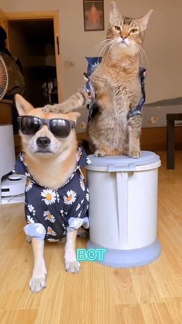 ВИРУСНЫЕ ВИДЕО | Озвучка от Ромео | СМЕШНЫЕ ЖИВОТНЫЕ С ОЗВУЧКОЙ | Приколы с ЖИВОТНЫМИ | СМЕШНЫЕ КОТ смотреть онлайн