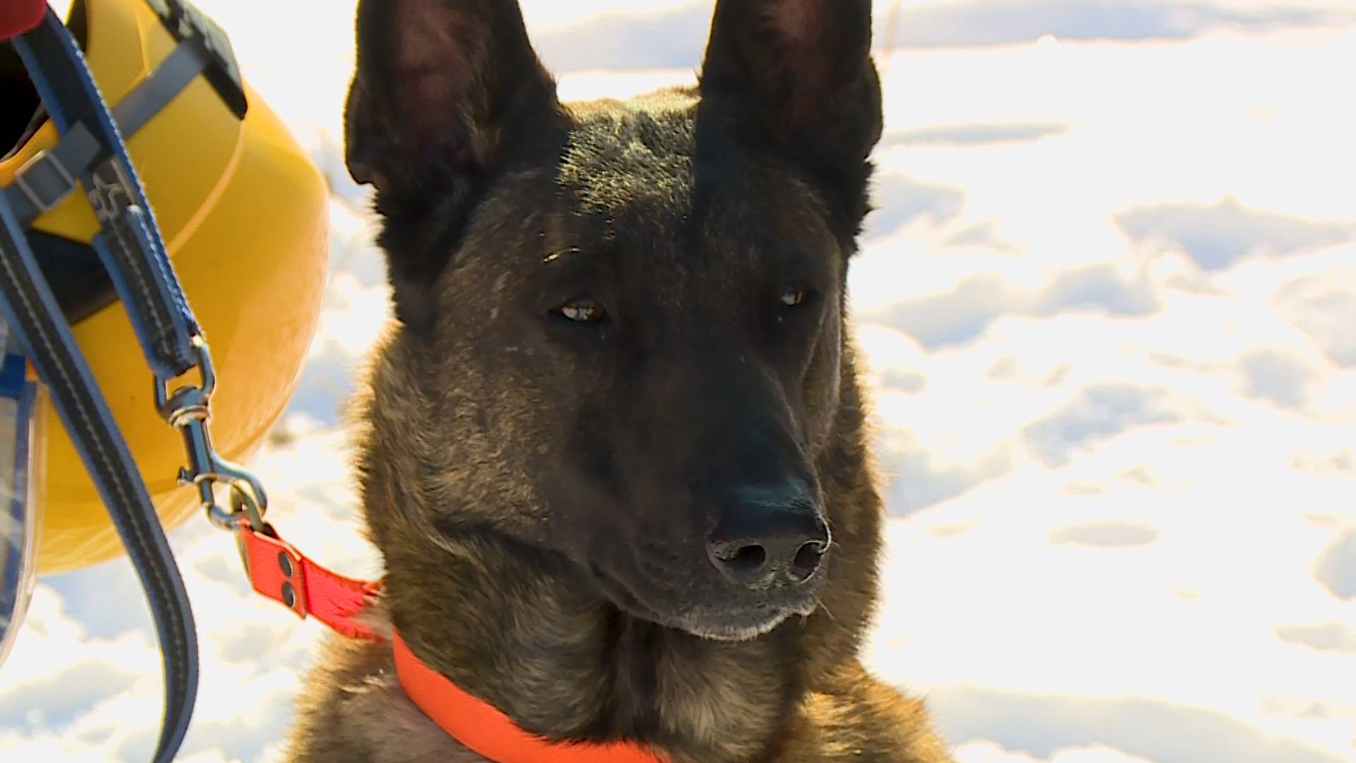 Учения кинологов Даниелян СОЦ СЕТИ смотреть онлайн