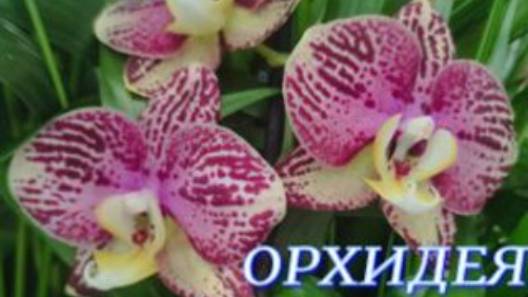 №1022/ СВЕЖАЯ поставка ОРХИДЕЙ в маг. ОРХИДЕЯ смотреть онлайн