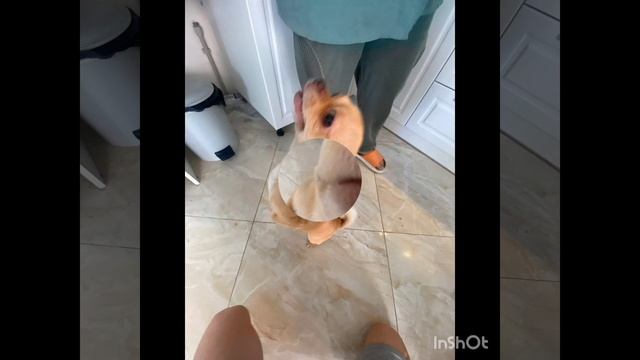 Мой Чииииииииип!!!! смотреть онлайн