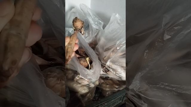 Ревизия клубней георгин