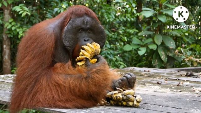 Orangutan Vs Leopard - Who Would Win In A Fight?