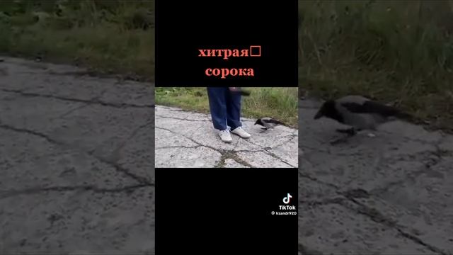 Ольга Парамонова Баскова Хитрая сорока (21 июня 2024 года) смотреть онлайн