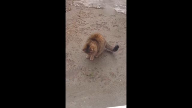 Кошка с елкой смотреть онлайн