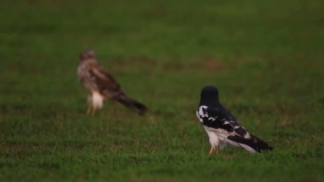 ♪鳥くん野鳥動画・マダラチュウヒ♂♀地上（タイ） смотреть онлайн