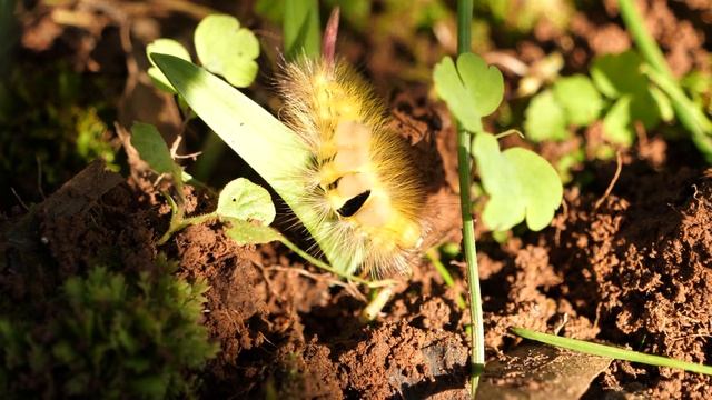 Pale Tussock Moth Caterpillar смотреть онлайн
