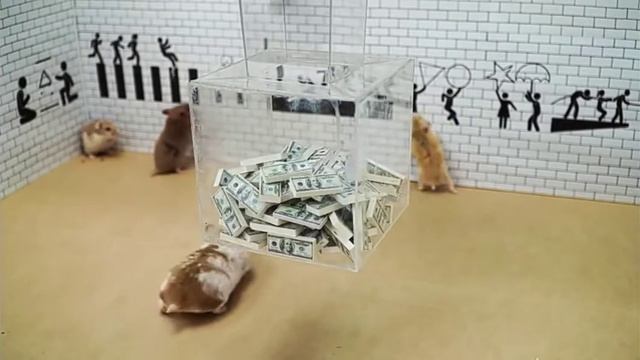 Смотрю как хомяки играют в игру "Кальмар" смотреть онлайн