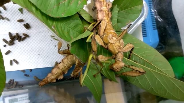 Extatosoma tiaratum - stick insect feeding leaves смотреть онлайн