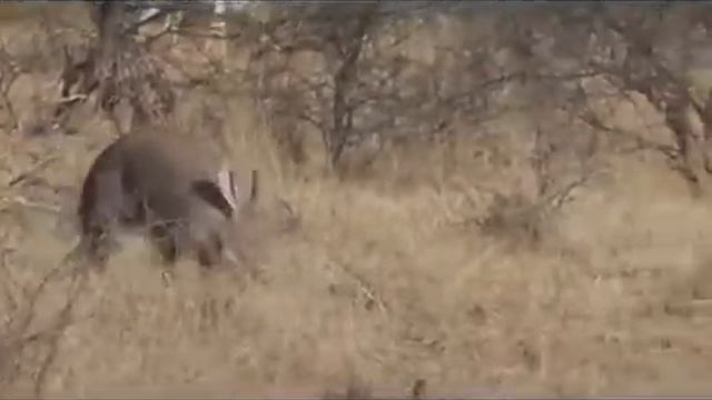 Aardvark - Ant Bear смотреть онлайн