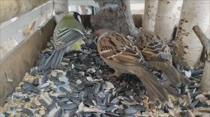 Смелые воробьи пришли пообедать.