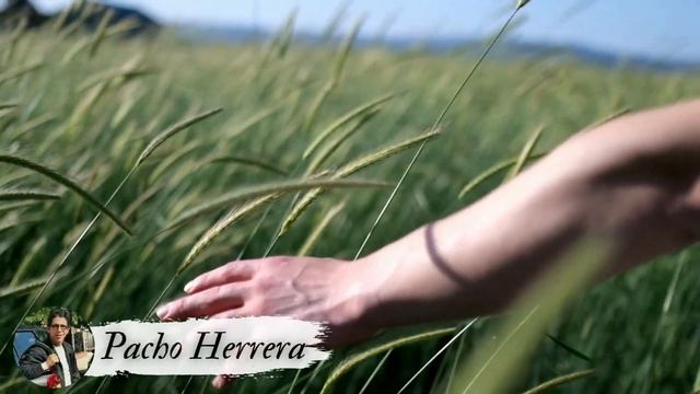 COMO TE EXTRAÑO. REY MORA & PACHO HERRERA. AUTOR: REY MORA смотреть онлайн