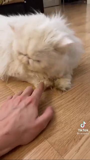 Кот Лёша,это точно не видели💗 жми на подписаться 🌞💕и новое видео уже тут смотреть онлайн